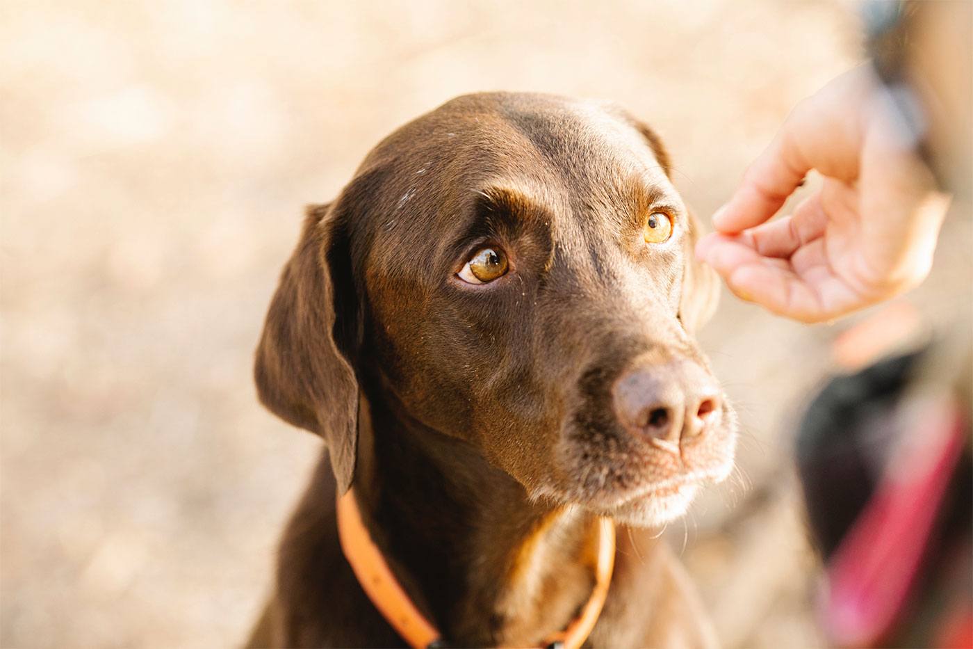 Pourquoi donner du CBD à son chien ?