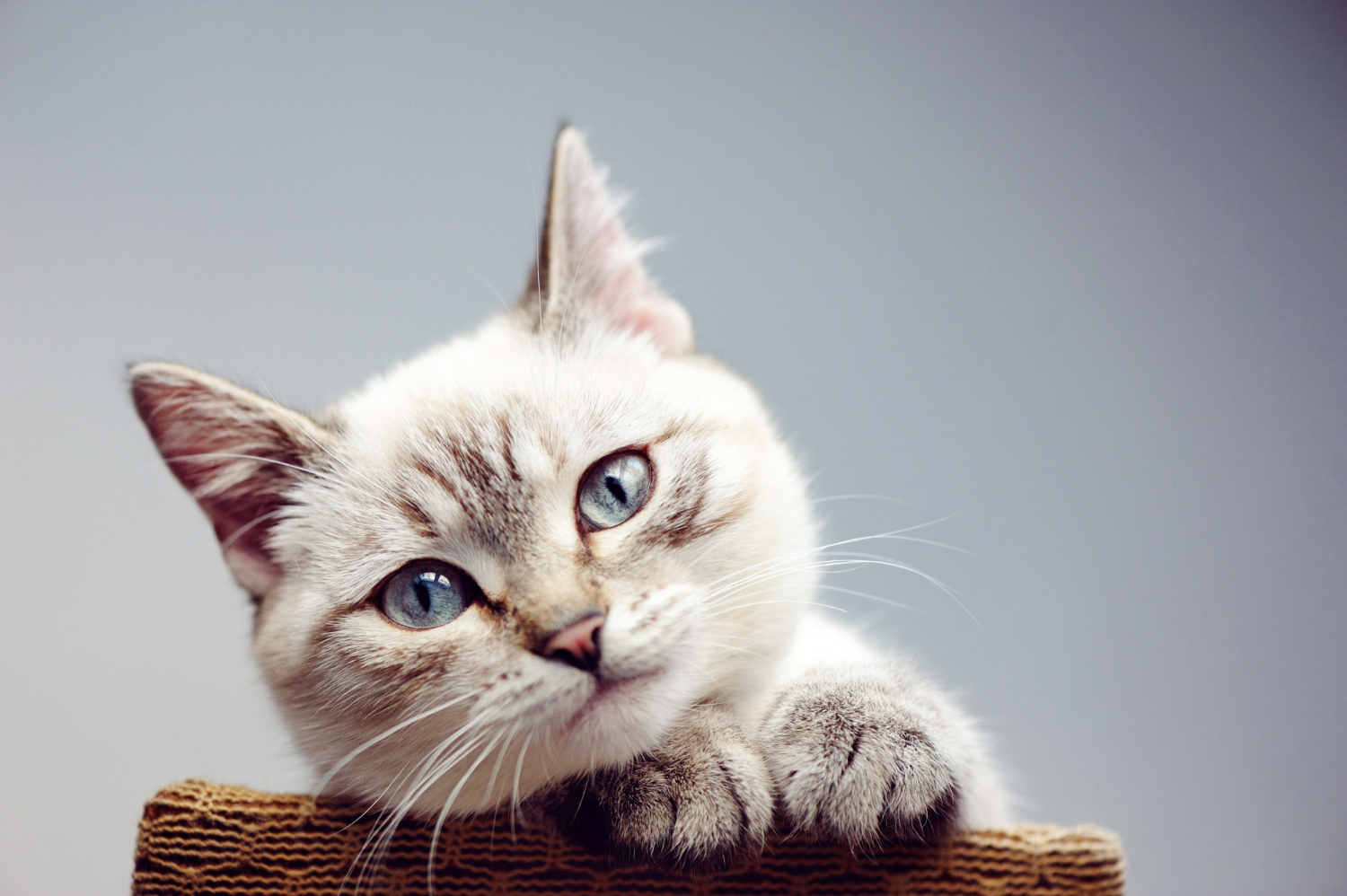 Comment savoir si mon chaton est un mâle ou une femelle ?